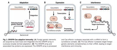 合生基因 crispr一年縱覽 jennifer doudna scie